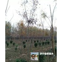 北欒2-5公分，