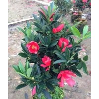 供應(yīng)四季杜鵑紅山茶花盆景