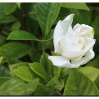 玉堂春