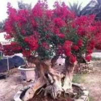 大量供應(yīng)優(yōu)質(zhì)紫薇樹樁，桂花樹及各類花卉苗木