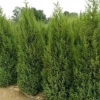 苗木供應(yīng)信息刺栢1,8__2,5米,刺栢球