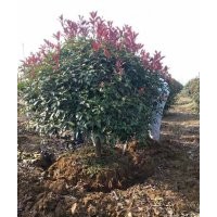 紅葉石楠