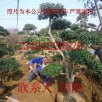 造型無刺枸骨、鴻運果、造型枸骨、蘇州綠化苗木基地