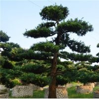 批發(fā)日本大陸臺(tái)灣羅漢松價(jià)格綠化樹風(fēng)水樹造型羅漢松行道樹