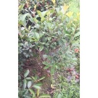 紅葉石楠球，毛球冠70，80的，高度90以上