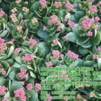 長壽花盆栽、開封長壽花、世錦花卉(圖)