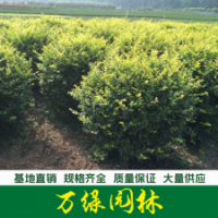 黃葉女貞球