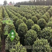 40公分50公分大葉黃楊球原產(chǎn)地批發(fā)價(jià)格