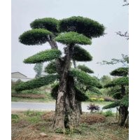 京山對節(jié)白蠟景觀樹出售