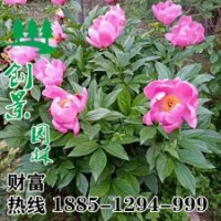 牡丹基地直銷