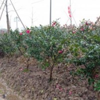 供應(yīng)茶梅