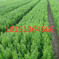 小葉黃楊球_大量低價(jià)供應(yīng)小葉黃楊球_全天發(fā)貨_包運(yùn)輸