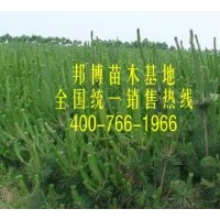 供應(yīng)莒南三年生黑松樹苗