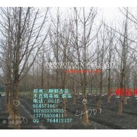 出售銀杏樹 銀杏盆景、銀杏制品等業(yè)務(wù)