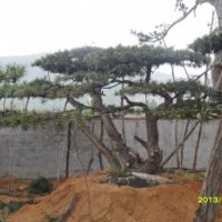 長期供應(yīng)大型造型景觀風(fēng)景油松 油松,造型油松,造型大樹