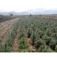 供應華山松