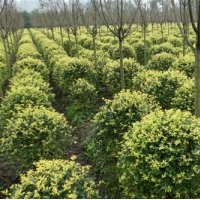 大量金葉女貞球，多年生鳶尾萱草供應(yīng)中