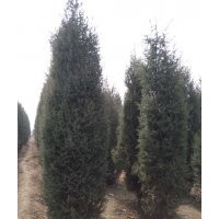 專供4米北京快