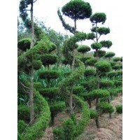 萊州信合園藝供應(yīng)虬龍造型龍柏