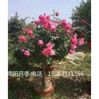 樹狀月季，月季樹，批發(fā)月季樹