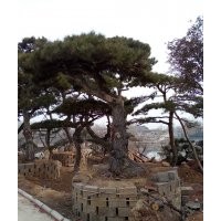 大型景觀松