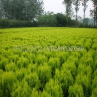 灑金柏球基地50-150公分的報(bào)價(jià)及現(xiàn)場(chǎng)圖片