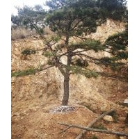 造型油松