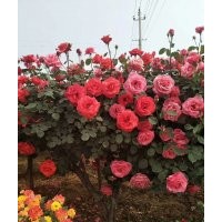 樹(shù)狀月季