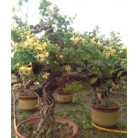 金銀花