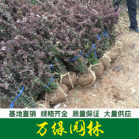 紫葉小檗球