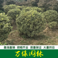 金邊黃楊球