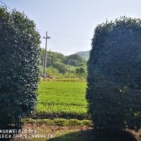 大型茶梅球造型茶梅供應