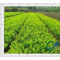 金葉女貞供應(yīng)|金葉女貞苗