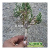 嫁接龍柏小苗