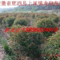 供應(yīng)紅葉石楠 紅葉石楠球 海桐 海桐球等綠化工程苗木