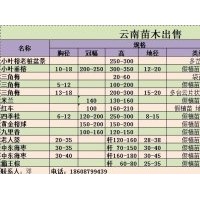 精品小葉榕樹樁；小葉垂榕、大型三角梅、中東海藻、老人葵、霸王