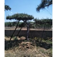 大量出售造型松樹(shù)10到60公分