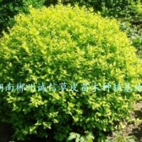 綠化苗木 工程苗 金葉女貞球 批發(fā)金葉女貞球 自產自銷
