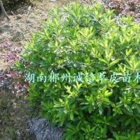 綠化苗木 工程苗 杜鵑球 批發(fā)杜鵑球 自產(chǎn)自銷