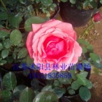 銷售：月季、黃楊球、紅葉小檗、紅葉石楠、金森女貞