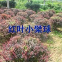 江蘇紫葉小檗球價(jià)格、江蘇紫葉小檗球供應(yīng)、紫葉小檗球發(fā)往山東、