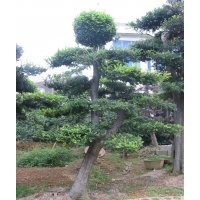 湖南造型榆樹，湖南榆樹樁，湖南榆樹價格