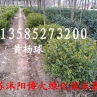黃楊球、龍柏球、冬青球、火棘球，紅葉石楠球,龜甲冬青球