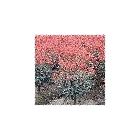 南京紅葉石楠各種規(guī)格精品紅葉石楠球價(jià)格