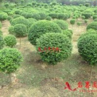 小葉女貞球