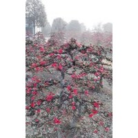 供應(yīng)成都貼梗海棠盆景（掉拐、三彎九倒拐等）