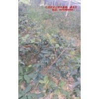 供應(yīng)茶花苗木