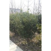 大葉黃楊球