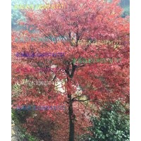 長年提供櫻花紅楓玉蘭工程苗