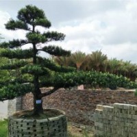 廣東羅漢松批發(fā)價(jià)格園林景觀樹風(fēng)景樹行道樹